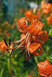 ����� �������������� (Lilium lancifolium) Tiger Lily