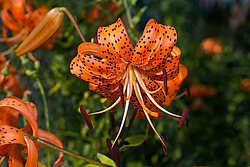 ����� �������������� (Lilium lancifolium) Tiger Lily