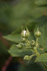 �������� / ������� ��������� (Rubus nessensis = Rubus suberectus = Rubus fruticosus) Shrubby Blackberry