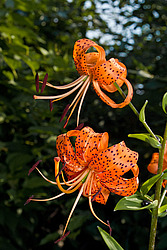 ����� �������������� (Lilium lancifolium) Tiger Lily