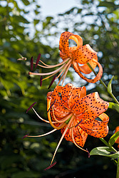 ����� �������������� (Lilium lancifolium) Tiger Lily
