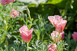 ��������� �������������� (Eschscholtzia californica)