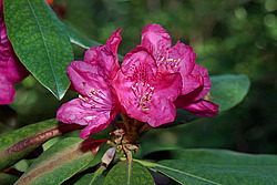 ����������� ������������ (Rhododendron catawbiense) Catawba Rhododendron