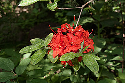 ������ ��������������� (Rhododendron � mollis) 