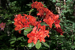 ������ ��������������� (Rhododendron � mollis) 
