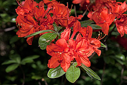 ������ ��������������� (Rhododendron � mollis) 