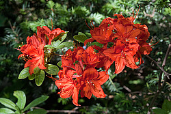 ������ ��������������� (Rhododendron � mollis) 
