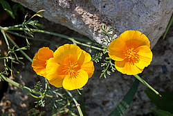 ��������� �������������� (Eschscholtzia californica)