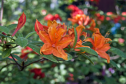 ������ ��������������� (Rhododendron � mollis) 