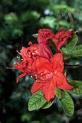 ������ ��������������� (Rhododendron � mollis) 