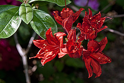 ������ ��������������� (Rhododendron � mollis) 