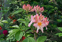 ������ ��������������� (Rhododendron � mollis) 