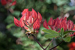 ������ ��������������� (Rhododendron � mollis) 
