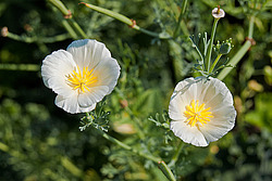 ��������� �������������� (Eschscholtzia californica)