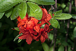 ������ ��������������� (Rhododendron � mollis) 