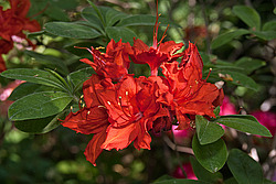 ������ ��������������� (Rhododendron � mollis) 