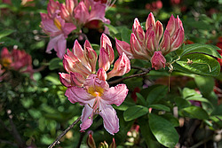 ������ ��������������� (Rhododendron � mollis) 