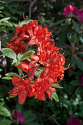 ������ ��������������� (Rhododendron � mollis) 