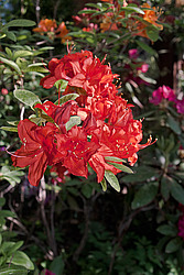 ������ ��������������� (Rhododendron � mollis) 