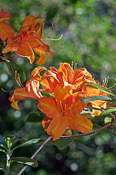 ������ ��������������� (Rhododendron � mollis) 