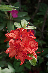 ������ ��������������� (Rhododendron � mollis) 