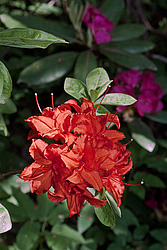 ������ ��������������� (Rhododendron � mollis) 