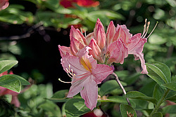 ������ ��������������� (Rhododendron � mollis) 