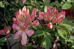 ������ ��������������� (Rhododendron � mollis) 