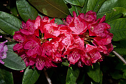 ����������� ������������ (Rhododendron catawbiense) Catawba Rhododendron