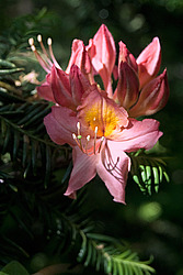 ������ ��������������� (Rhododendron � mollis) 