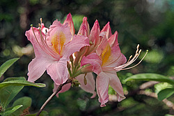 ������ ��������������� (Rhododendron � mollis) 