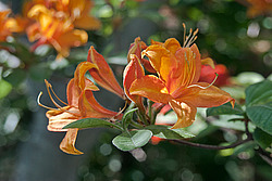 ������ ��������������� (Rhododendron � mollis) 