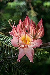 ������ ��������������� (Rhododendron � mollis) 