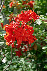 ������ ��������������� (Rhododendron � mollis) 