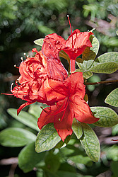 ������ ��������������� (Rhododendron � mollis) 