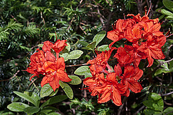 ������ ��������������� (Rhododendron � mollis) 