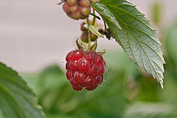 ������ ������������ (Rubus idaeus) Red Raspberry