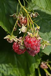 ������ ������������ (Rubus idaeus) Red Raspberry