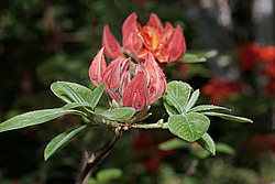 ������ ��������������� (Rhododendron � mollis) 