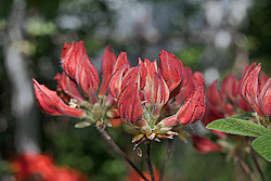 ������ ��������������� (Rhododendron � mollis) 