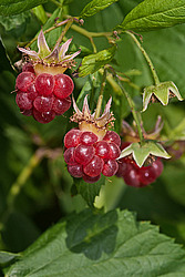������ ������������ (Rubus idaeus) Red Raspberry