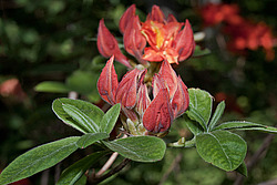 ������ ��������������� (Rhododendron � mollis) 