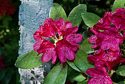 ����������� ������������ (Rhododendron catawbiense) Catawba Rhododendron