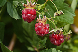 ������ ������������ (Rubus idaeus) Red Raspberry
