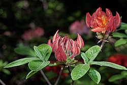 ������ ��������������� (Rhododendron � mollis) 