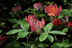 ������ ��������������� (Rhododendron � mollis) 