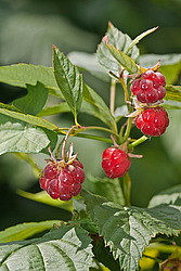 ������ ������������ (Rubus idaeus) Red Raspberry