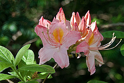 ������ ��������������� (Rhododendron � mollis) 