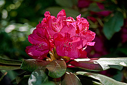 ����������� ������������ (Rhododendron catawbiense) Catawba Rhododendron