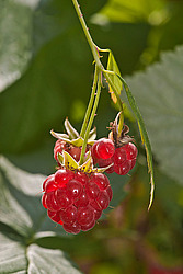������ ������������ (Rubus idaeus) Red Raspberry